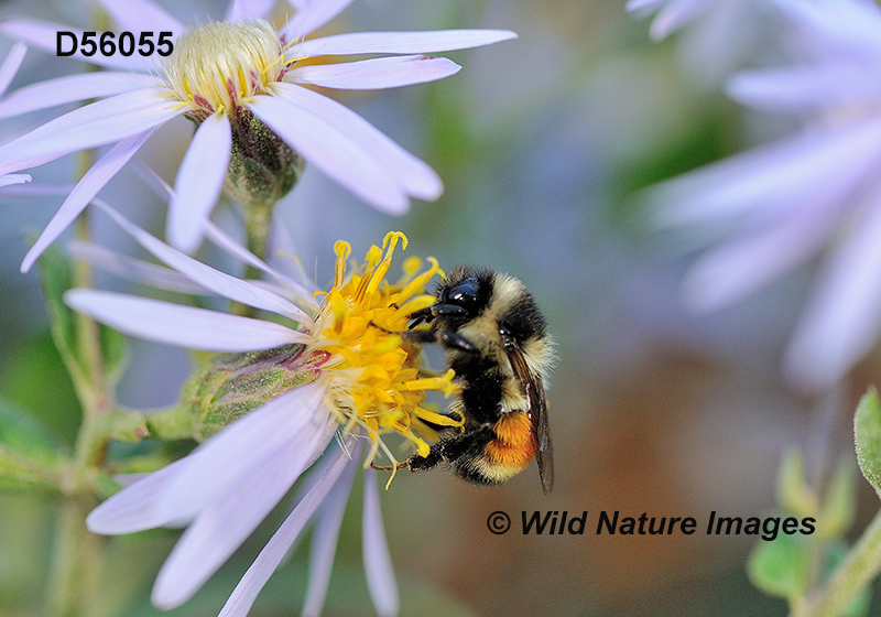 Tricolored Bumble Bee (Bombus ternaries)